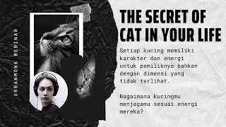 The Secret of Cat In Your Life