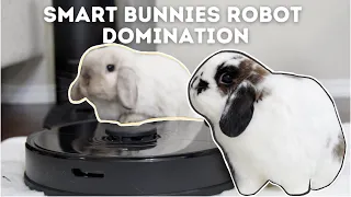 Bunny vs Robot Vacuum | House cleaning 🏠