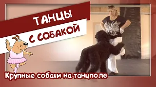 Крупные собаки на танцполе. Танцы с собаками