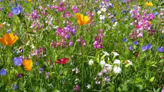 Blumenwiese