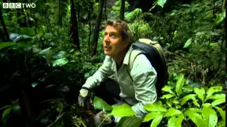 Rainforest Inside a Cave - How to Grow a Planet - Episode 2 - BBC Two