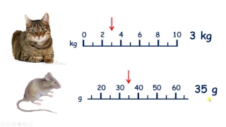 Measure weight in grams and kilograms