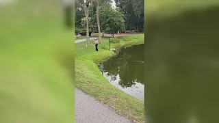 Alligator charges fisherman in South Carolina