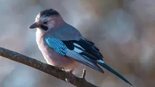 Сойка (Garrulus glandarius) - Пение сойки, узнать про сойку.