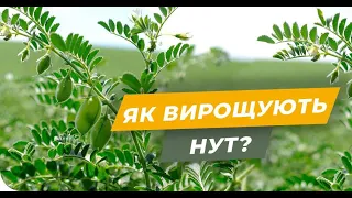 Технологія вирощування НУТу