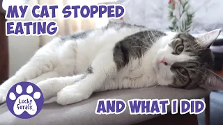 My Cat Stopped Eating - And What I Did - Lucky Ferals S5 E13 Cat Not Eating