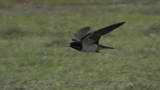 ツバメの飛翔　Swallow’s Flight