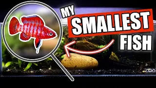 Best Nano Fish for Small Aquariums!