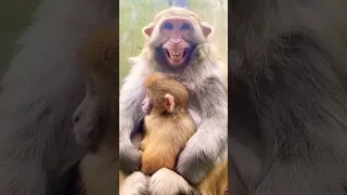 monkey face funny smile😂😂🤣🤣 Bandar mama monkey status #video #youtubeshorts #reels