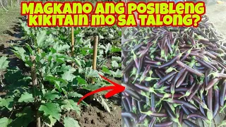 MAGKANO ANG GASTOS AT LAKI NG KITA SA TALONG FARMING? Panoorin