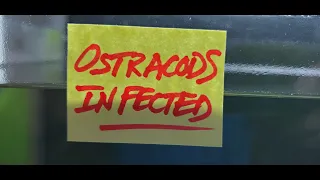 How To Get Rid of Ostracods in Shrimp Tank