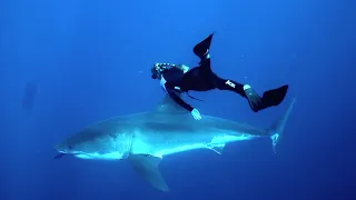 Documentary Ramsey Shark