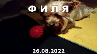 Филя 26.08.22