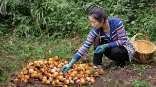 How to Make Delicious Chinese Recipes with Ginkgo Fruit｜ wild girl