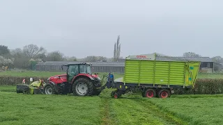 Zero grazing cows during a wet spring.