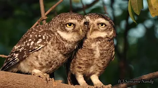 Spotted Owlet Pair. Is it love?