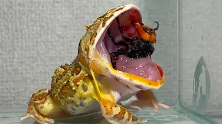 The queen of giant hornets reviving from the belly many times/ Pacman frog , African bullfrog