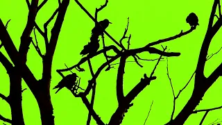 Ultra HD Horror Crows Green Screen Background | 4K Horror Crows Green Screen Background Video