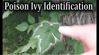 Poison Ivy Identification - How to Identify Poison Ivy Plants