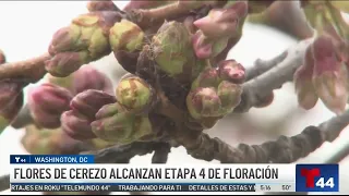 Flor de cerezo alcanza etapa 4 de floración | Telemundo 44