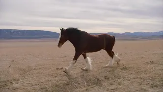 Budweiser features a Clydesdale in its 2022 Super Bowl commercial