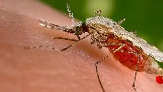 Denmark confirms first European case of Zika virus