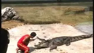 Крокодил укусил за голову артиста  Тайланд  A crocodile bit an showman's head