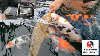 T.K.P.  Telford Koi Pond - Video 65 – Drum Filter Bottom Drain Purge, Skimmer and some Shout-outs.