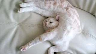 Very FUNNY CATS - Funny Cat Compilation