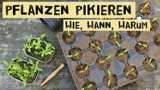 Wie und wann pikiert man Jungpflanzen? Warum pikieren und nicht direkt in Töpfe säen?