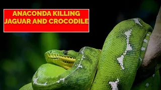 Nature's Ultimate Face off Anaconda killing Jaguar & Crocodile All Language Subtitles  #animals