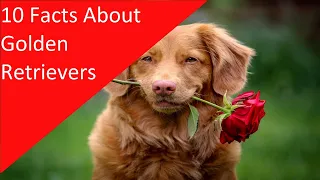 10 Facts About Golden Retriever Dog Breed (dogs 101)