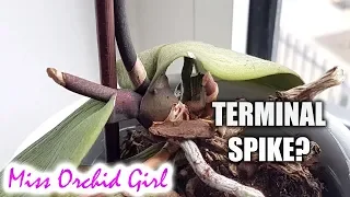 Phalaenopsis Orchid with terminal spike - what to do? | AskMissOG 😎 #2
