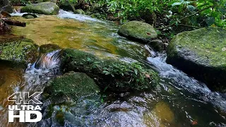 Immerse Yourself in Nature Therapy: Enjoy the Serenity of Tropical Rainforest Rivers - 4K