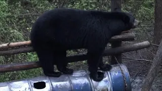 60 BEARS HUNTING COMPILATION!!