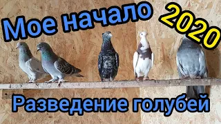 Николаевские голуби 2020.Разведение голубей,мое начало