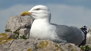 A Herring Gull at Findochty, Moray, Scotland protecting his rocky outcrop on the 9th May 2024.