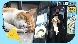 Stray Cat Had To Sleep During The Day For This Touching Reason (Part 2)  | Kritter Klub