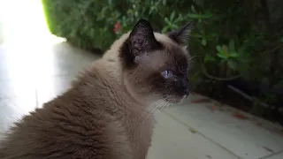 20 year old cat meowing