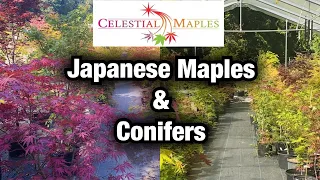 Amazing Japanese Maple Trees