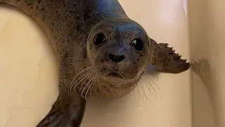 Common seal pups at Sealcenter Pieterburen on 02.07.2023