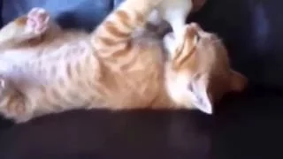 Самые смешные видео с кошками/ The most funny video compilation with cats