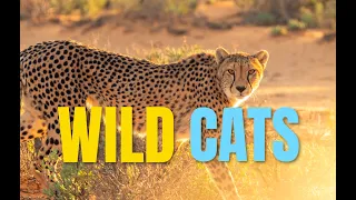 WILD CATS /  ДИКИЕ КОШКИ