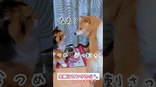 【犬猫アテレコ】理不尽にからまれる柴犬