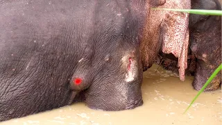 Injured elephant suffering with an abscess gets treated & relieved from severe pain