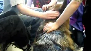 German Shepherds can be great Therapy Dogs!