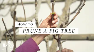 How To Prune A Fig Tree | Babylonstoren, South Africa