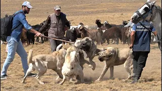 İKİ AYRI SÜRÜNÜN KÖPEKLERİ BİR BİRİNE GİRDİ ! ORTALIK ÇOK FENA KARIŞTI @MORKOYUNTV ÇOBAN KÖPEKLERİ