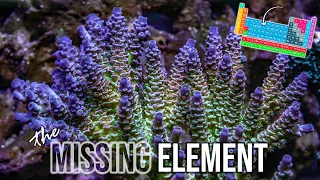 Reef Tank Update | Old Tank Syndrome | Acropora | SPS