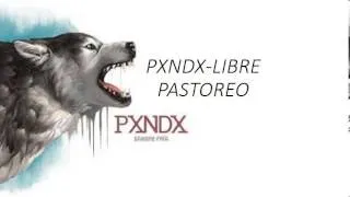 Panda Libre Pastoreo Letra